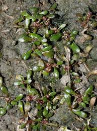 Attēlu rezultāti vaicājumam “Elatinaceae”