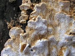 Attēlu rezultāti vaicājumam “Antrodia serialis”