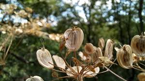 Attēlu rezultāti vaicājumam “Heracleum sphondylium subsp. sibiricum”