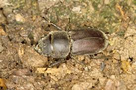 Attēlu rezultāti vaicājumam “Dorcus parallelopipedus”