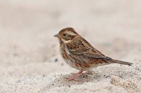 Image result for Emberiza rustica