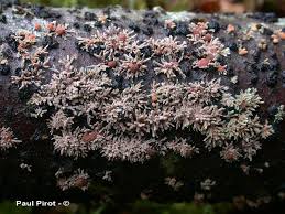 Attēlu rezultāti vaicājumam “Hypoxylon fragiforme / howeianum”