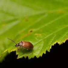 Attēlu rezultāti vaicājumam “Isomira murina”