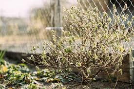Attēlu rezultāti vaicājumam “Lonicera xylosteum leaf”