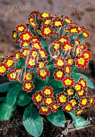 Attēlu rezultāti vaicājumam “Primula elatior flower”