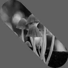 Attēlu rezultāti vaicājumam “Arcyria globosa young”