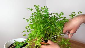 Image result for Koriander