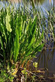 Attēlu rezultāti vaicājumam “Rumex hydrolapathum fruit”
