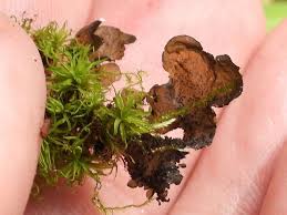 Attēlu rezultāti vaicājumam “Collema flaccidum”