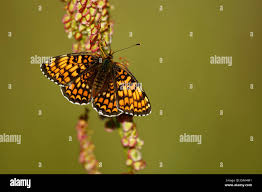Attēlu rezultāti vaicājumam “Melitaea phoebe”