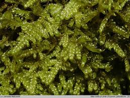 Attēlu rezultāti vaicājumam “Hypnum jutlandicum”