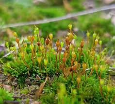 Attēlu rezultāti vaicājumam “Tortula truncata sporophyte”