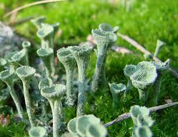 Attēlu rezultāti vaicājumam “Cladonia fimbriata”
