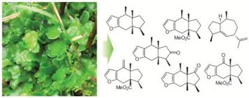 Attēlu rezultāti vaicājumam “Aneura pinguis”