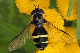 Attēlu rezultāti vaicājumam “Dasysyrphus tricinctus”