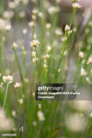 Attēlu rezultāti vaicājumam “Rhynchospora alba flower”
