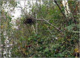 Attēlu rezultāti vaicājumam “Taphrina betulina”