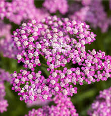 Attēlu rezultāti vaicājumam “Achillea millefolium”