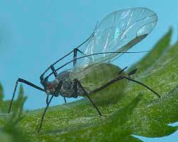 Attēlu rezultāti vaicājumam “Macrosiphoniella absinthii”