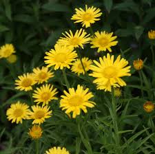 Image result for Buphthalmum salicifolium