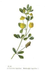 Attēlu rezultāti vaicājumam “Medicago lupulina”