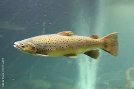 Image result for Salmo salar