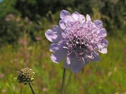 Image result for Scabiosa canescens