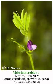 Attēlu rezultāti vaicājumam “Vicia lathyroides”