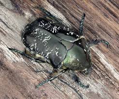 Attēlu rezultāti vaicājumam “Liocola lugubris”