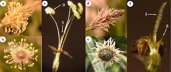 Attēlu rezultāti vaicājumam “Plantago lanceolata flower”