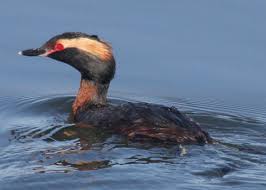 Image result for Podiceps auritus