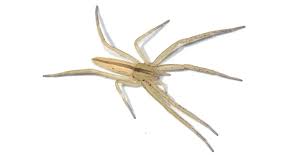 Attēlu rezultāti vaicājumam “Tibellus oblongus”