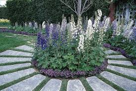 Attēlu rezultāti vaicājumam “Delphinium elatum”