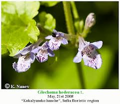 Attēlu rezultāti vaicājumam “Liposthenes glechomae”