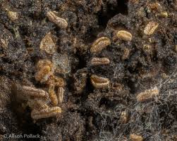 Attēlu rezultāti vaicājumam “Licea pusilla spores”