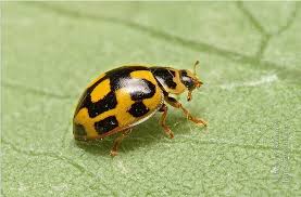 Attēlu rezultāti vaicājumam “Propylea quatuordecimpunctata”