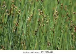 Attēlu rezultāti vaicājumam “Schoenoplectus lacustris subsp. glaucus bud”