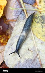 Attēlu rezultāti vaicājumam “Krynickillus melanocephalus”