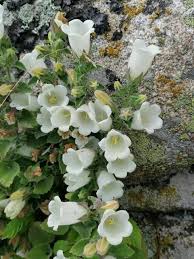 Image result for Campanula formanekiana