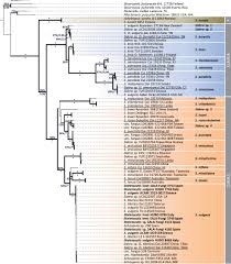 Attēlu rezultāti vaicājumam “Heterotrichia oerstedii (syn. Arcyria oerstedii) sessile”