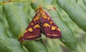 Attēlu rezultāti vaicājumam “Pyrausta cingulata”