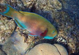 Image result for Chlorurus gibbus