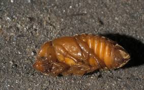 Attēlu rezultāti vaicājumam “Oryctes nasicornis larva”