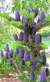 Attēlu rezultāti vaicājumam “Abies koreana”