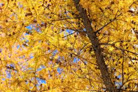 Attēlu rezultāti vaicājumam “Larix kaempferi fruit”