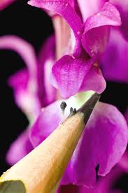 Attēlu rezultāti vaicājumam “Orchis mascula bud”