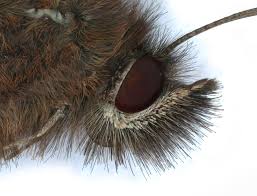 Attēlu rezultāti vaicājumam “Maniola jurtina male”