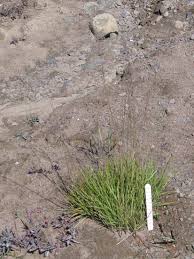 Attēlu rezultāti vaicājumam “Festuca rubra subsp. rubra fruit”