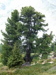Image result for Pinus cembra