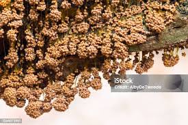 Attēlu rezultāti vaicājumam “Badhamia utricularis plasmodium”